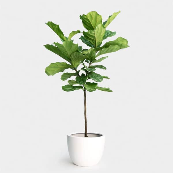 Xu hướng nội thất 9